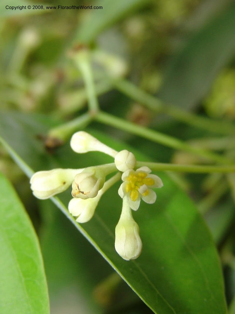 Cinnamomum pauciflorum, 040921101--China. Hubei. Wuhan Botanical Garden. 24 Apr 07. 408.jpg