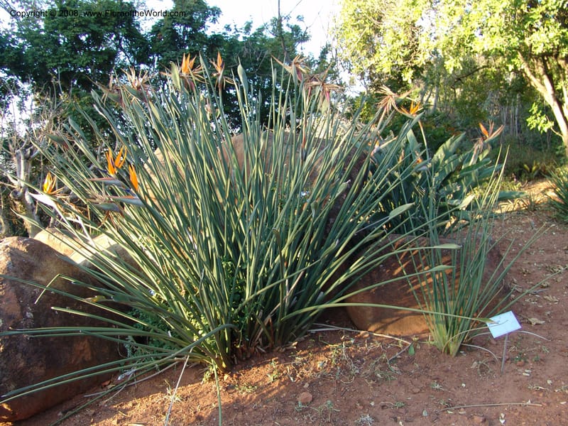 Strelitzia juncea--So. Africa. Pretoria Nat. Bot. Gard. 25  Jun 04. 086.jpg