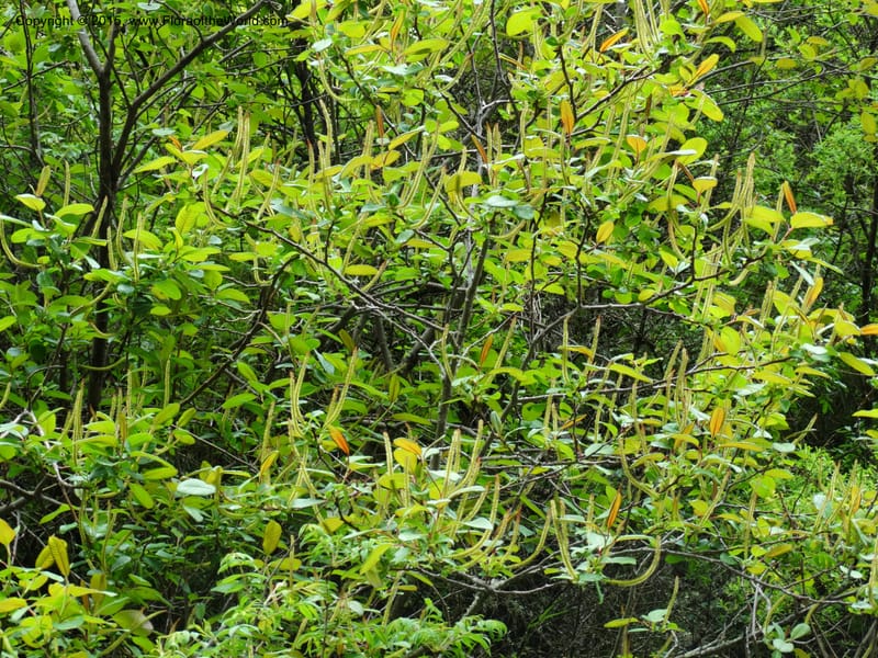 Salix, Boufford, D 43739--China. Sichuan. XinZhaZi Gou. 14 May 2014. DSC06426 (14).JPG