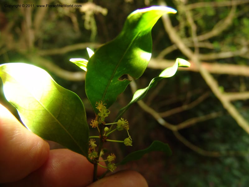 Erythroxylum, ROR1589--Madag. Parc Nat. Montagne d'Ambre. 11 Nov 06. 198.jpg