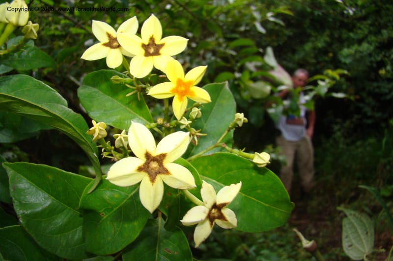 Mussaenda arcuata, WKindeketa2991--Tanz. Rungwe Distr. Rungwe For. Res. 24 Jan 08. 259.jpg