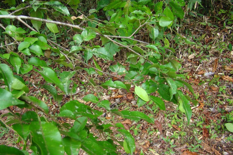 Swartzia, Vasquez 34766--Peru. Loreto. Dist. Nauta. Miraflores, Rio Tigre. 10 Nov 08. 471.jpg