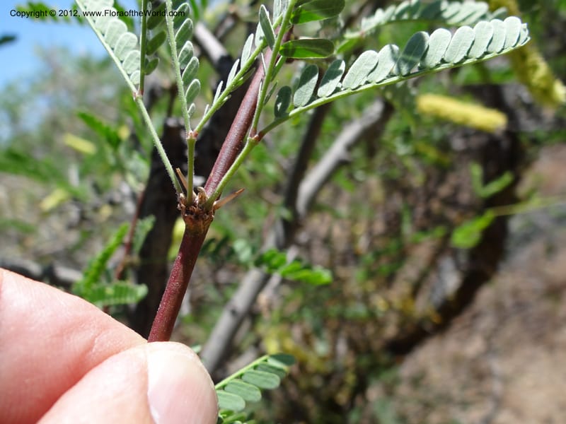Prosopis glandulosa, Davidson, C 11938--AZ. Yavapai Co. Crown King Rd. 7 May 2012. DSC0894 1 (19).JPG