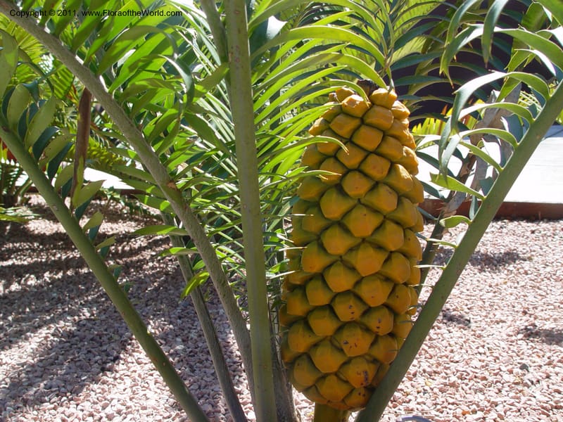 Encephalartos senticosus, 1999.0110--Spain. Barcelona Bot. Gard. 19 Apr 04. 048.jpg