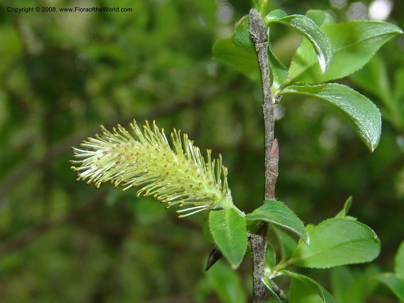Salix--Georgia. Kazbeki . Trail-road to Sameba Church. 2 Jun 05. 231.jpg