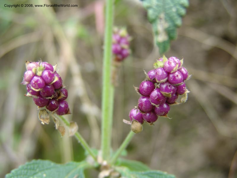 Lantana trifolia--Kenya. Nandi Hills escarpment, Kapsapet-Kericho rd. 8 Jul 04. 030.jpg