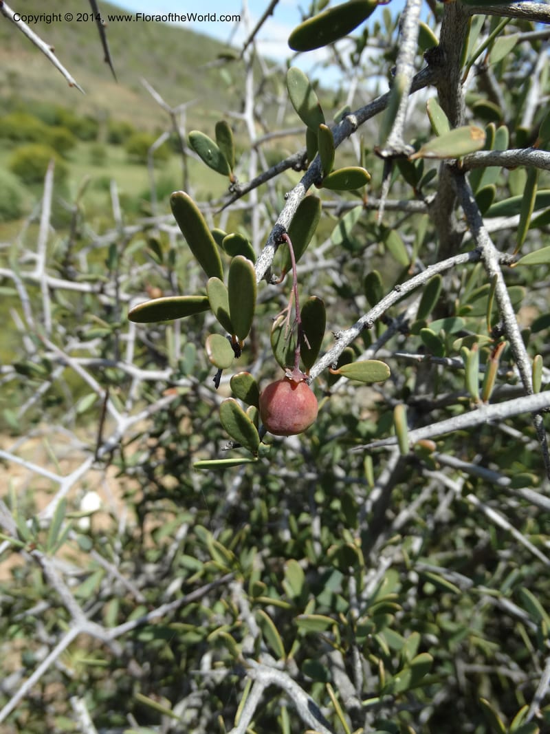 Putterlickia pyracantha, Davidson, C 12273--South Africa. Western Cape. S of Oudtschoorn. 20 Jan 2014. DSC00850 (14).JPG