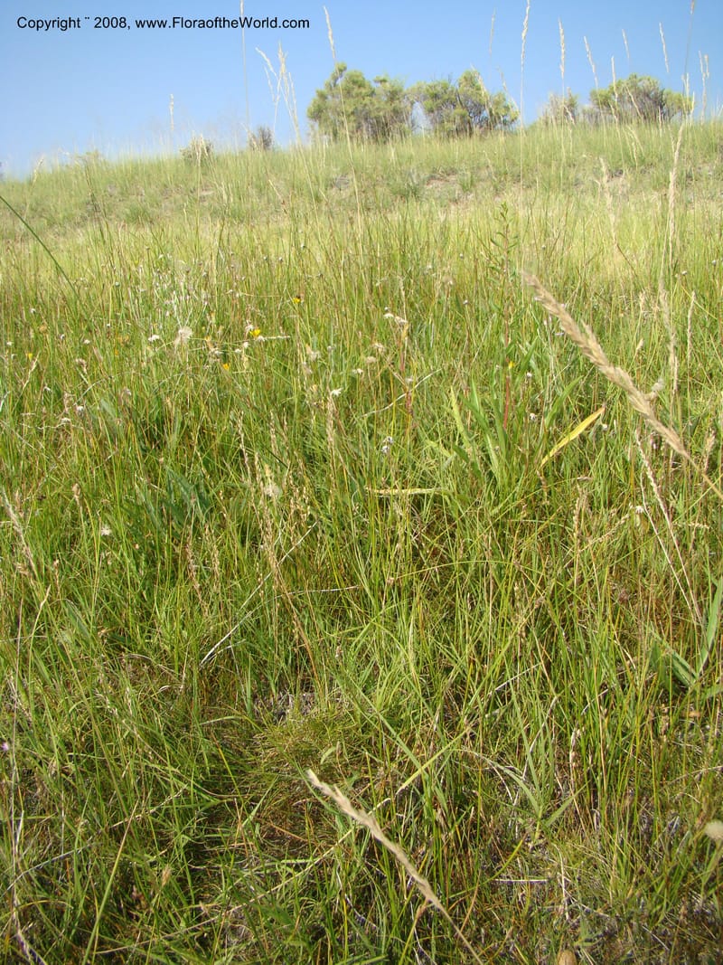 OR. Malheur Co. 10 km W of Rome on Hwy 95. 16 Jul 08. 024.jpg