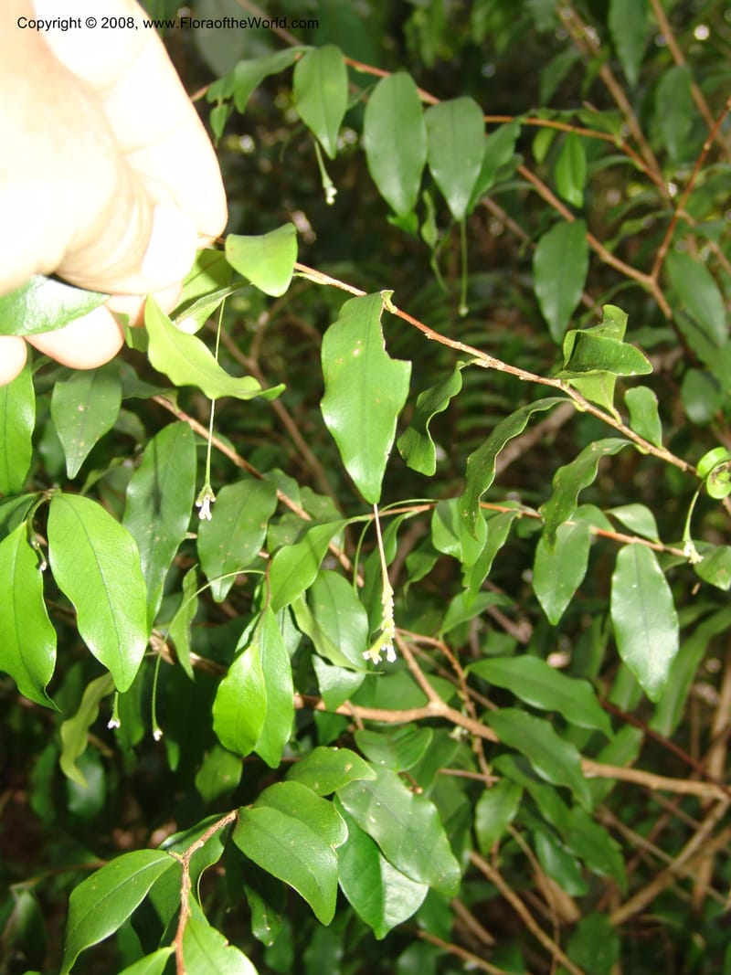 Stephanodaphne cremostachys, [ZRogers93]--Madag. Prv. Toliar. Mandena Centr. Res. Ecol. 19 Jan 06. 164.jpg