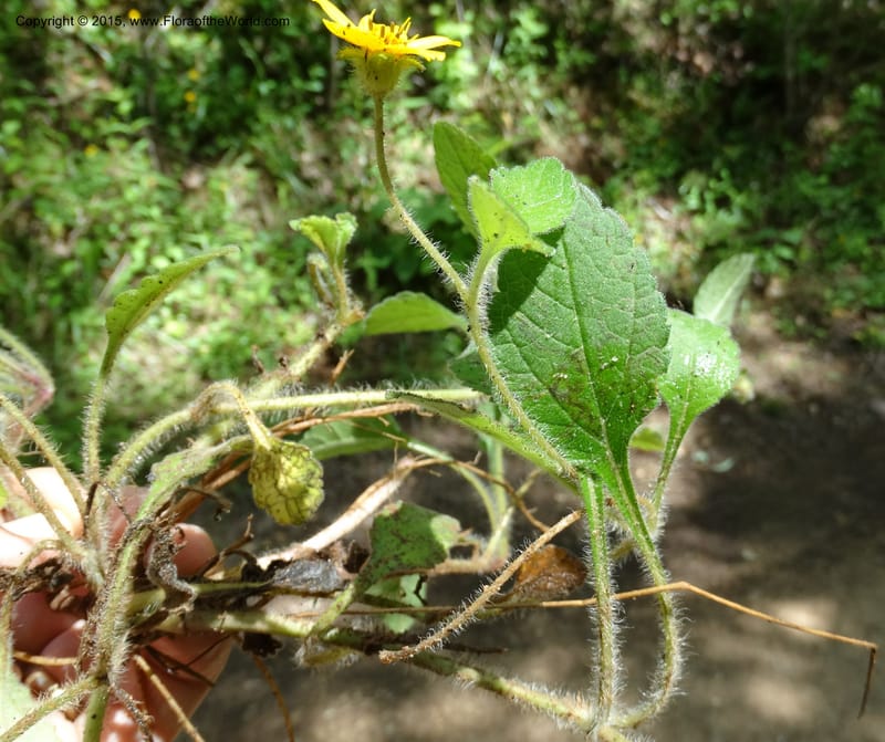 Chrysogonum virginianum, Davidson, C 13044--South Carolina. Oconee Co. Brasstown Cr. 19 May 2015. DSC06413 (41).JPG
