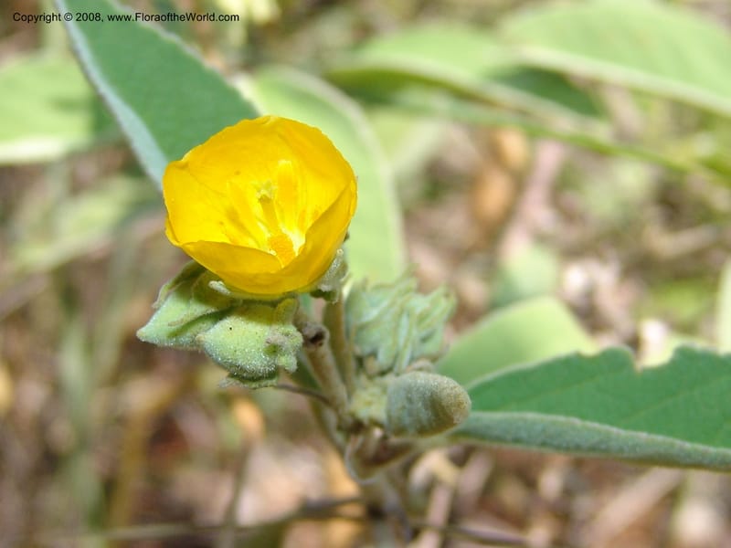 Melhania acuminata--So.Africa. Mpumal. twd Rietfontein. 16 Mch 05. 428.jpg