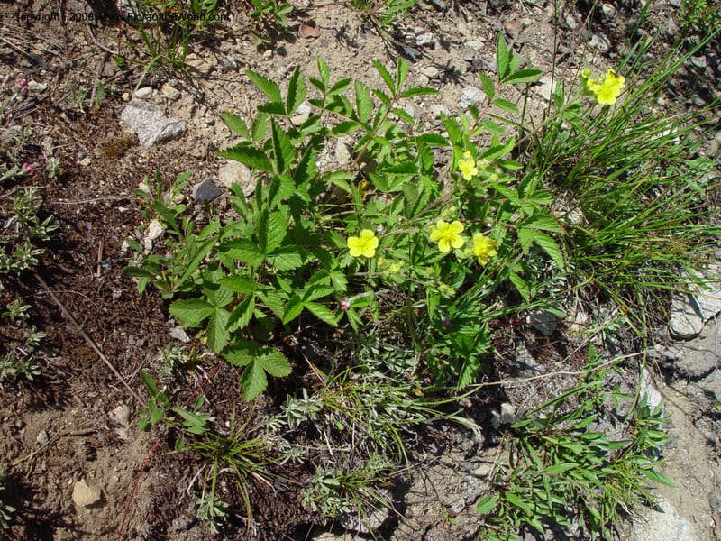 Potentilla, CDavidson10987--ID. Valley Co. Payette Lake. 12 Jun 03. 060.jpg