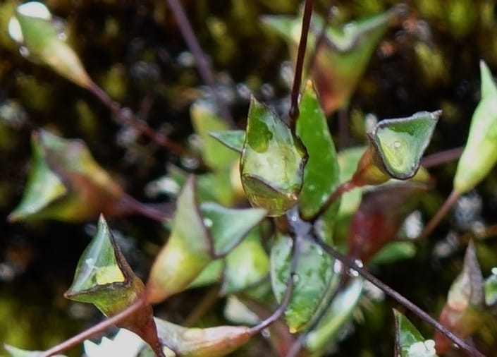 Phyllangium paradoxum, Davidson, V 13496--Australia. W. A. Two People's Bay Nat. Res. 29 Oct 2016. DSC06475 (107).JPG