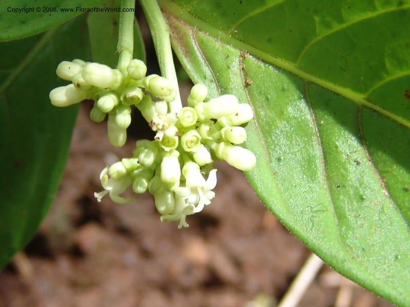 Psychotria. GSimon1479--Tanz. Ulanga Dist. Miombo. Ca. 10 km N of Mahenge. 18 Feb 06. 223.jpg