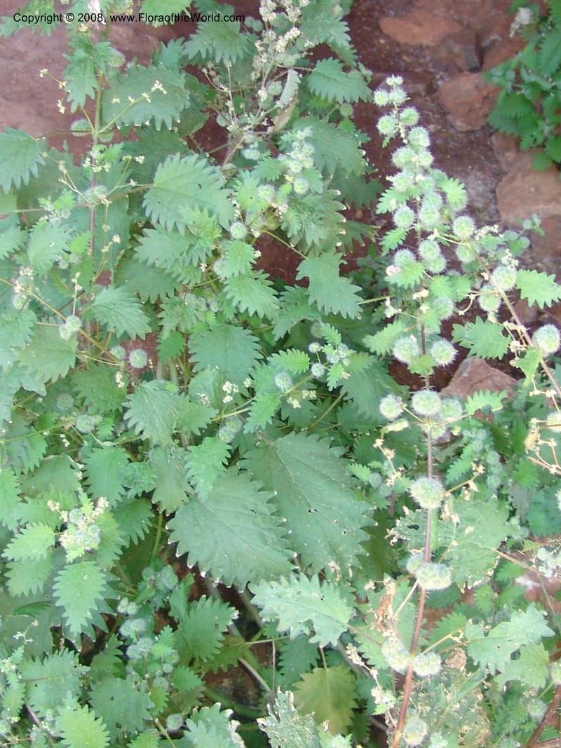 Urtica pilulifera--Crete. Ep. Kydonia. Akrotiri. Trail Gouvernetos . 23 May 05. 083.jpg
