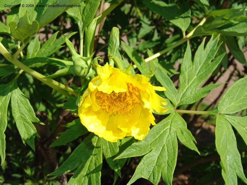 Paeonia lutea--France. Nancy. Jard. Bot. Montet. 1 May 05. 050.jpg