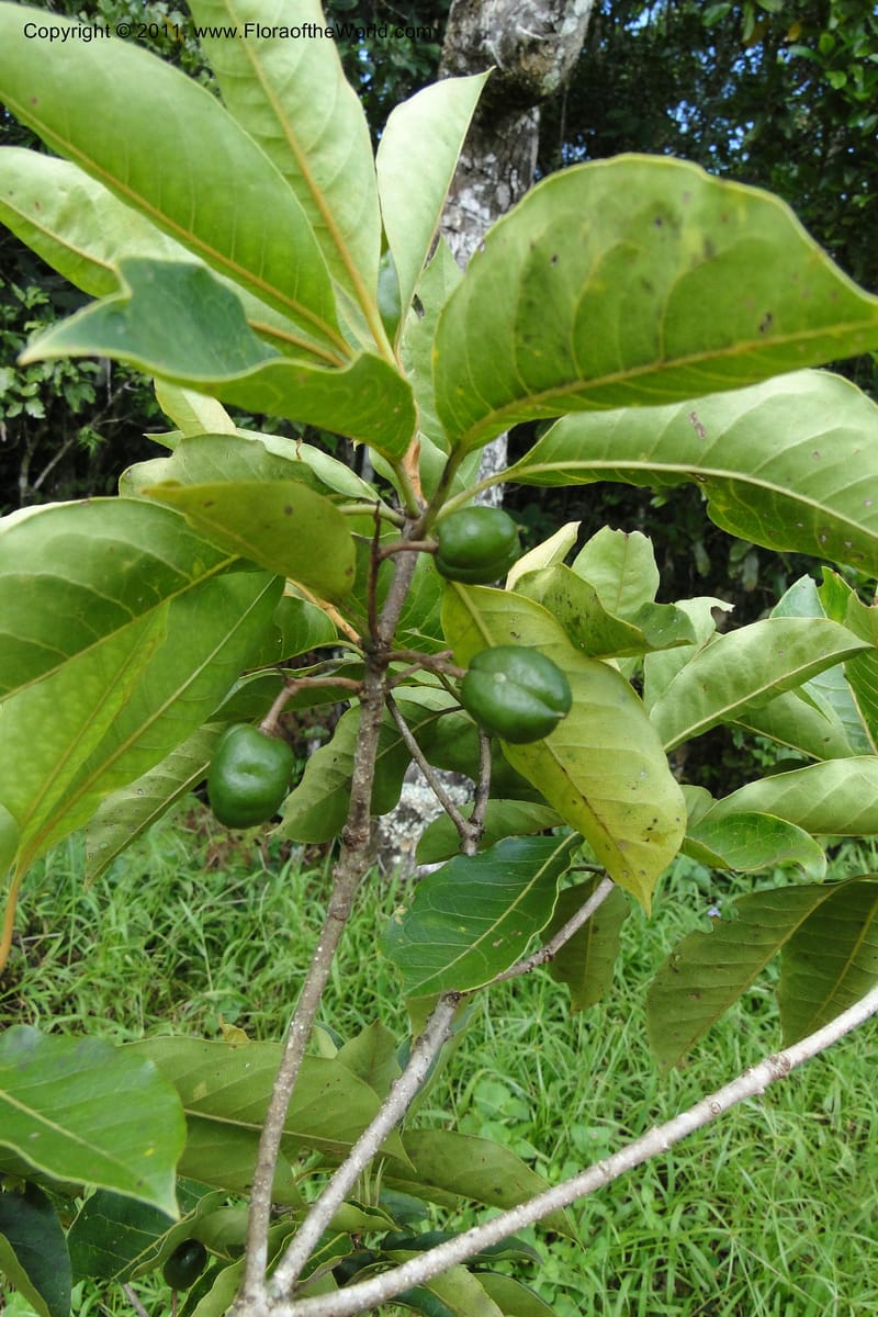 Pittosporum, J. Munzinger 6513--Fiji. Nadarivatu Nature Reserve. 10 Feb 2011. 026 (283).jpg