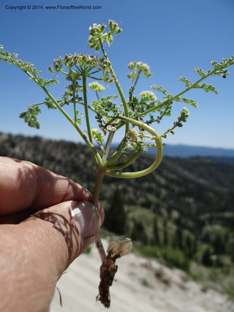 Cymopterus glaucus, Davidson, C 12196--ID. Boise Co. Scott Mtn. Lookout Road. 18 Jun 2013. DSC06609 (144).JPG