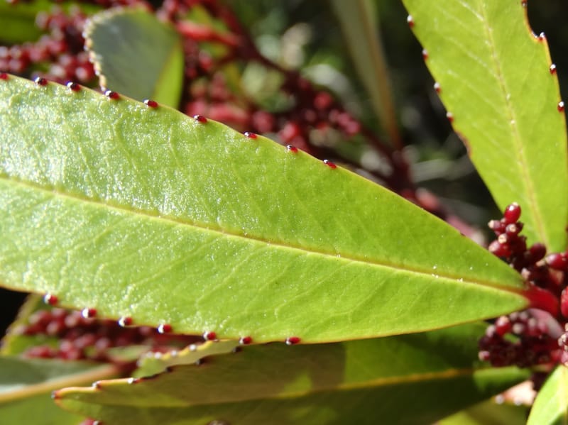 Ascarina rubricaulis, Lowry, P 7372--New Caledonia. Mont Dzumac. 12 Nov 2015. DSC01563 (27).JPG