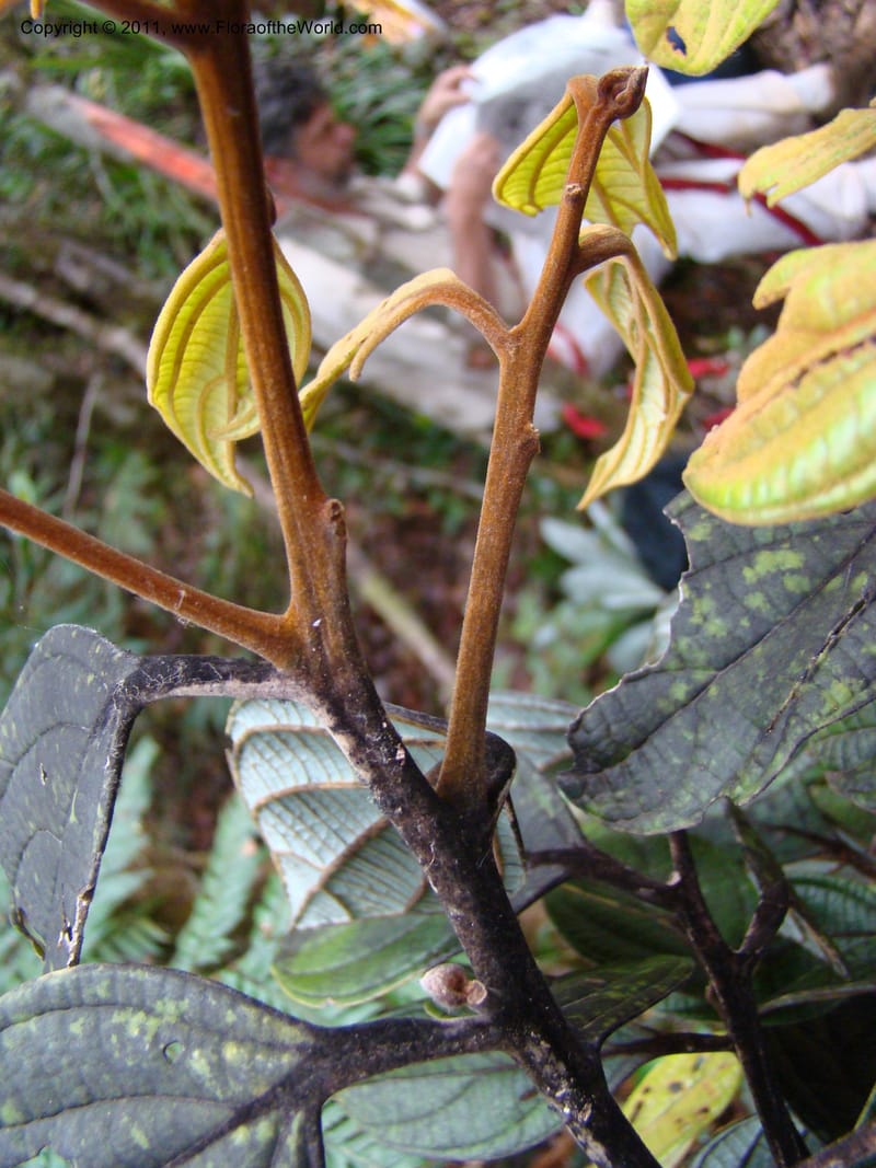 Cryptocarya, Munzinger, J 4851--New Caledonia,  Dogny, 19 Nov 2007, 97 (12).jpg