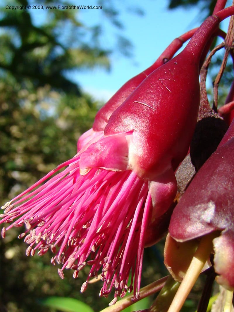 Syzygium--N.Caled. Parc Zool. & Forest., Noumea. 10 Nov 07. 030.jpg