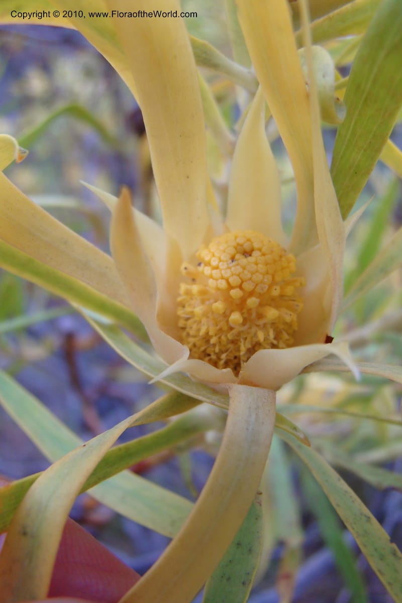 Leucadendron eucalyptifolium, C. Davidson 11495--South Africa. W. Cape. Korente River. 22 Aug 09. 344 (99).jpg
