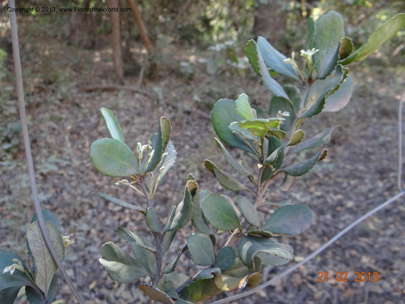 Lomatia dentata, W. D. Stevens 34157--Chile, PN Siete Tazas. 21 Feb 2013  99284 (19).JPG
