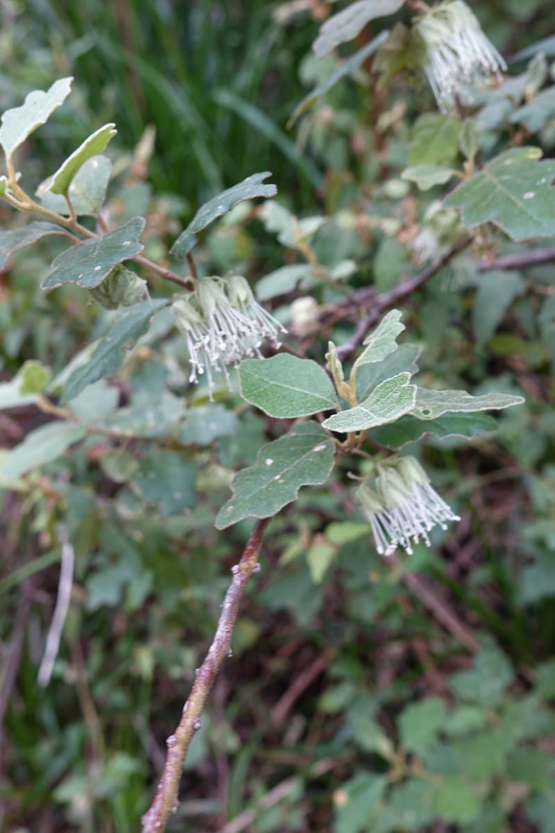 Chorilaena quercifolia, Davidson, C 13509--Australia. W.A. Valley of the Giants Rd. 29 Oct 2016. DSC06689 (43).JPG