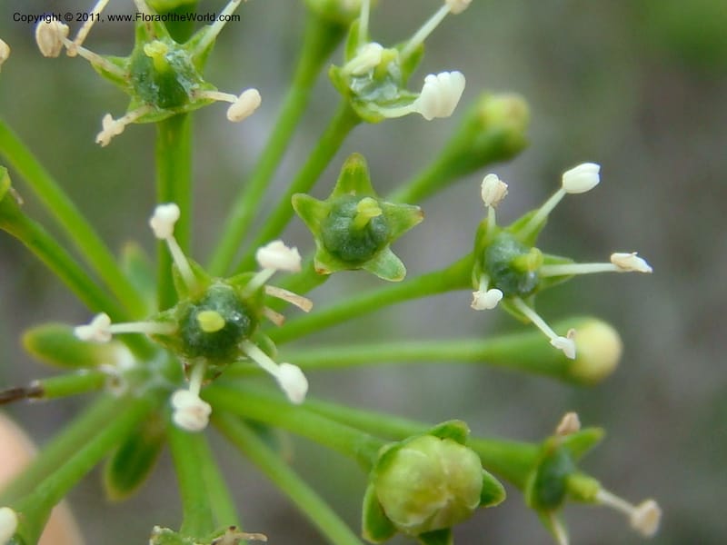 Myodocarpus crassifolius, not coll.--New Caledonia. Pl des Lacs. Ca. Grand Lac. 21 Jan 2010. 293 (260).jpg