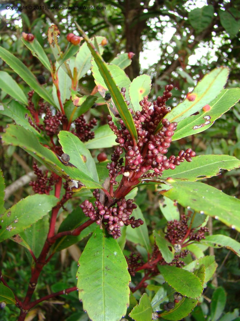 Ascarina rubricaulis, M. Callmander 841--New Caledonia. Mont Dzumac, near helipad. 23 Jan 2010. 323 (22).jpg