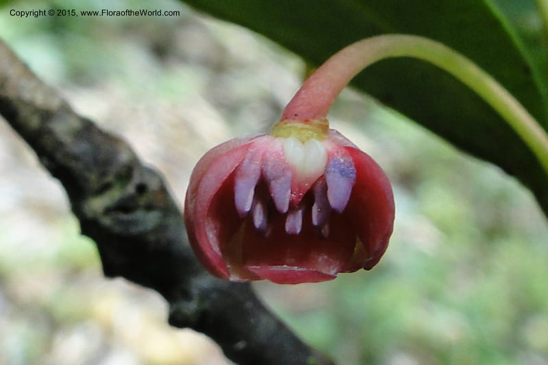 Illicium, Regalado 1787--Viet Nam. Ban Khoang Commune. 4 May 2011. 278 (4).jpg