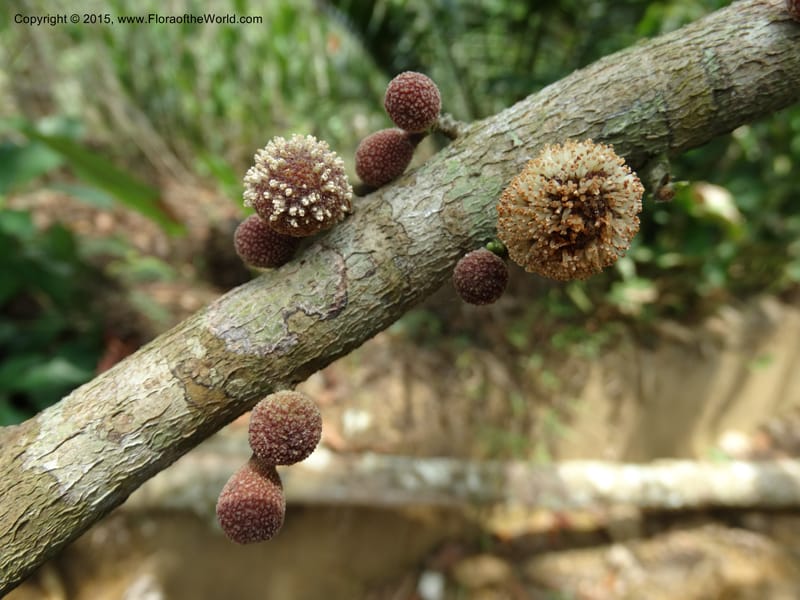 Treculia obovoidea, Davidson, C 12341--Cameroon. Mokoko For. Res. 20 Mar 2014. DSC02622 (248).JPG