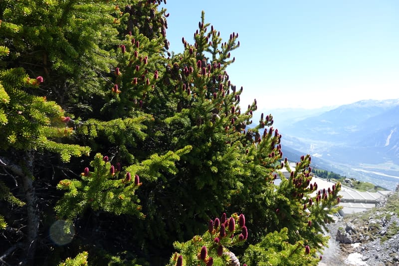 Picea abies, Davidson, C 13309--Switzerland. Les Violettes. 4 Jul 2016. DSC09126 (71).JPG