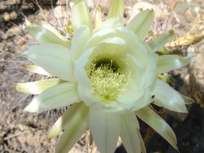 Echinopsis bridgesii--Bolivia. La Paz. Send. Aguila. 4 Dec 04. 149.jpg