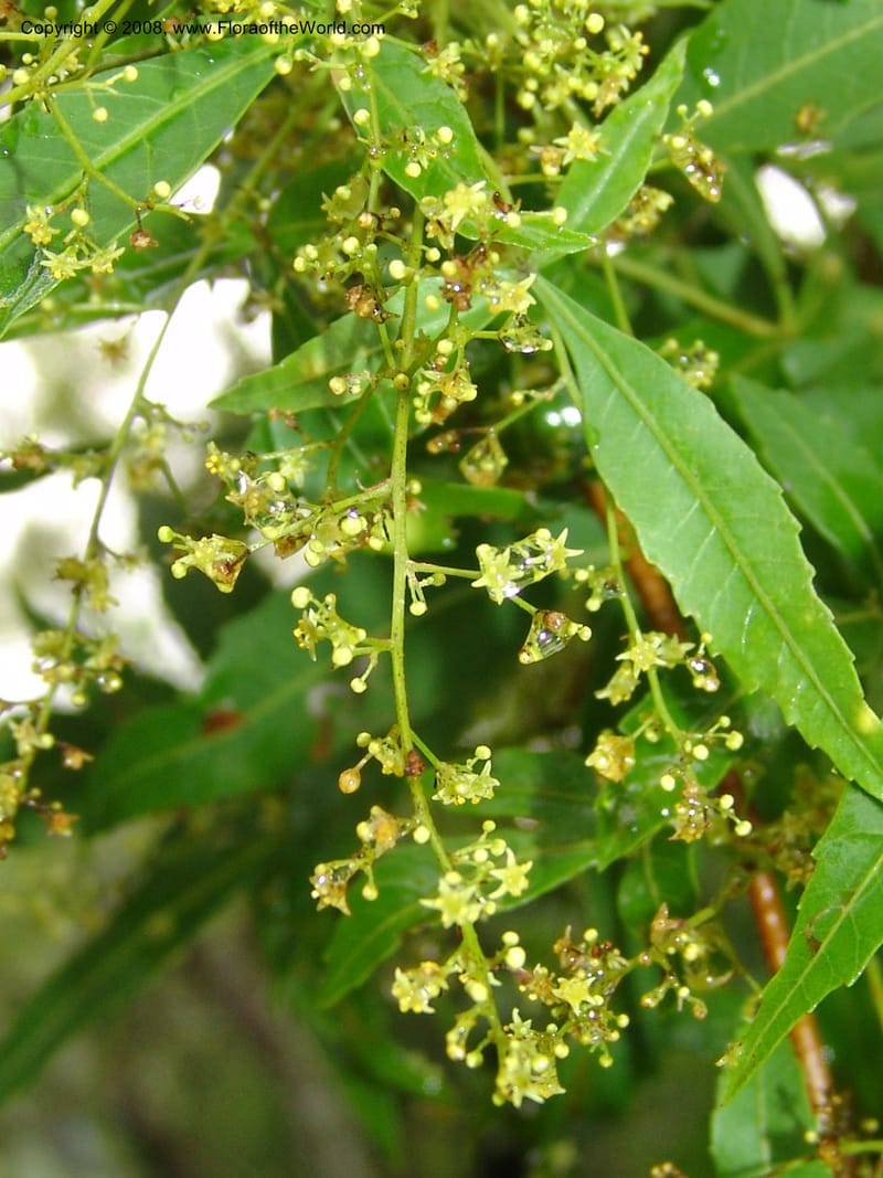 Rhus leptodictya--So.Africa. Lowveld Nat. Bot. Gard. 14 Mch 05. 101.jpg