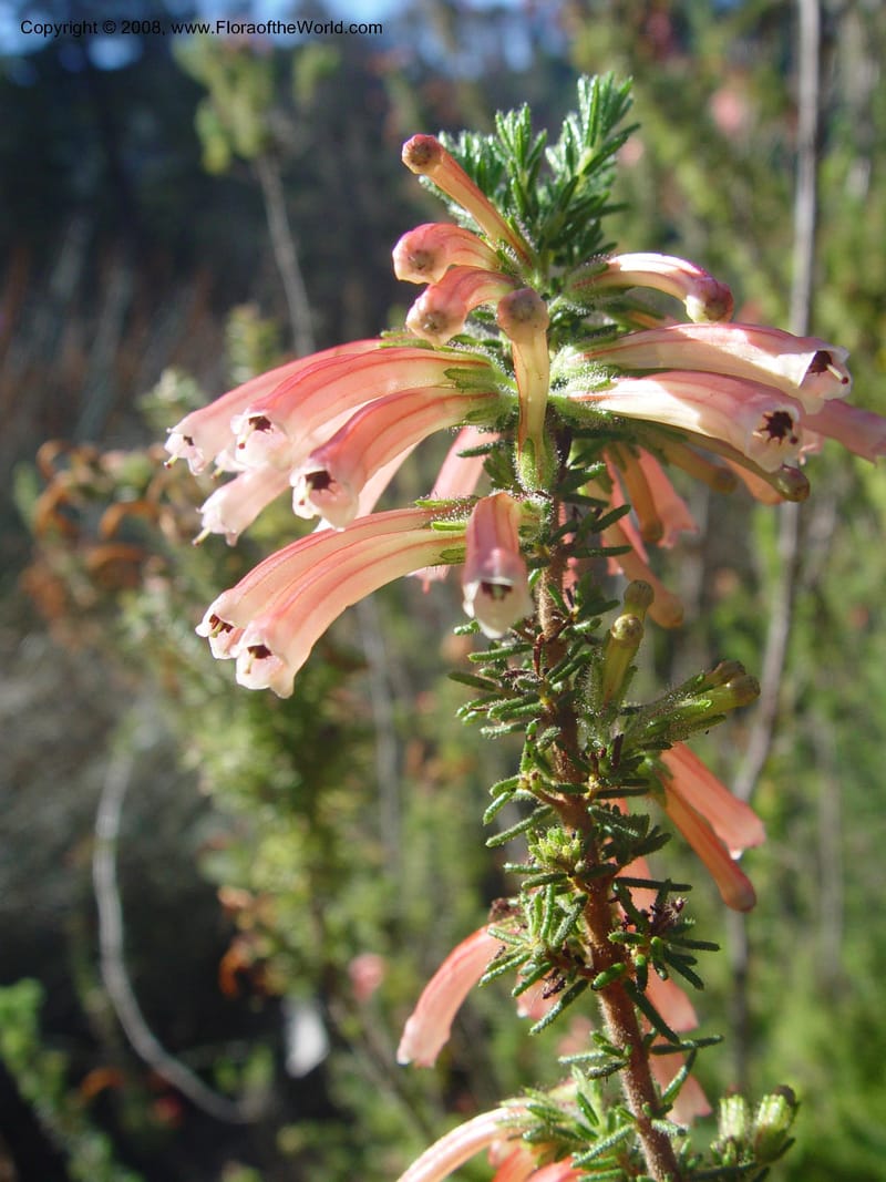 Erica viridipurpurea, 62.1071--CA. UC Berkeley Bot. Gard. 9 Feb 04. 070.jpg