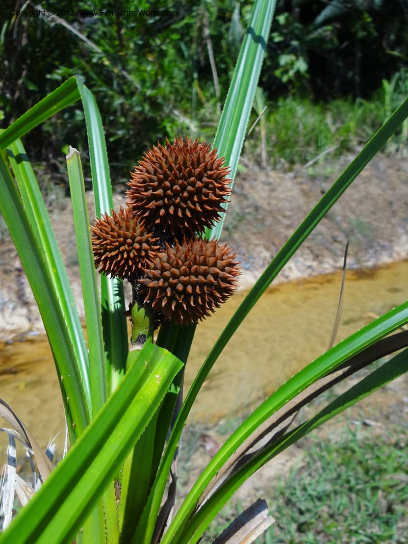 Spiky brown syncarps nestled among long, strap-like leaves