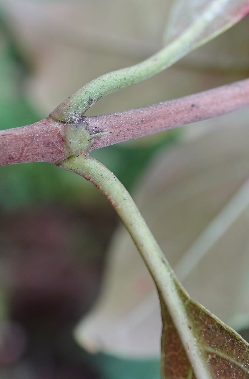 Wendlandia ligustrina, D. Boufford 44129--China. Yunnan. Meizi Lake Park. 3 May 2018. DSC01424 (225).JPG
