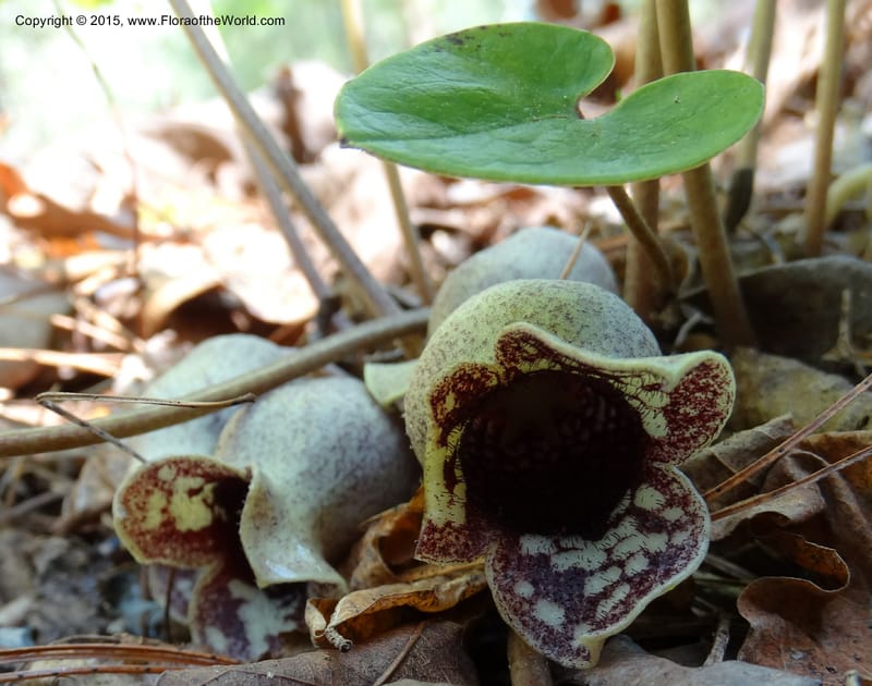 Asarum shuttleworthii, Davidson, C 12948--North Carolina. Trans. Co. W Cradle of For. 11 May 2015. DSC03837 (28).JPG