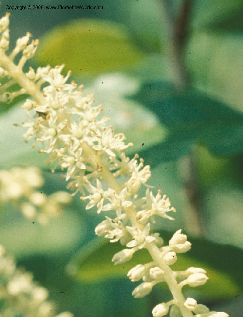 Cyrilla racemiflora, CDavidson4092--LA. St. Tamany Par. St Hwy 36, W of Hickory. 30 May 76. 002B.jpg