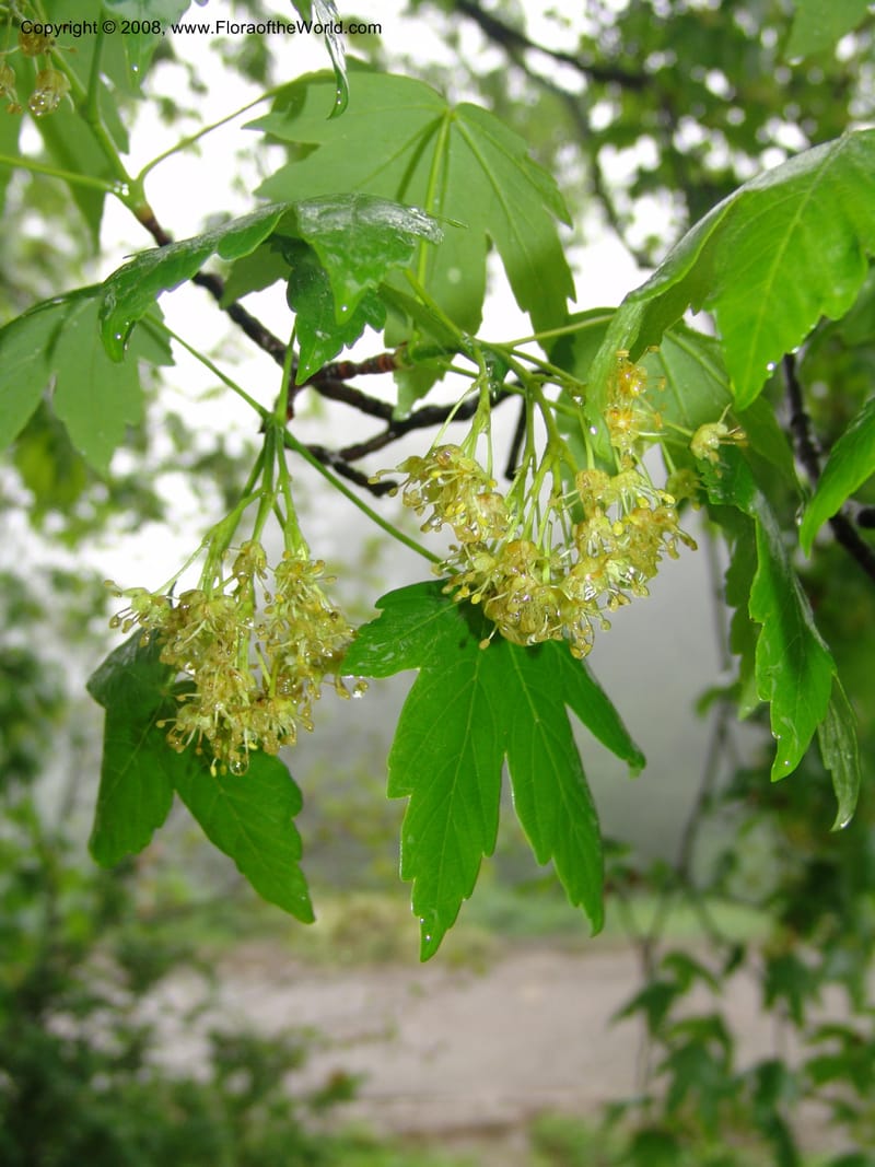 Acer trautevetterii--Georgia. 2 km S of Bakuriani, rd to Khrats'koros. 6 Jun 05. 095.jpg
