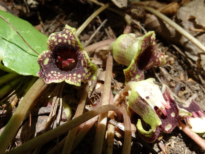 Asarum minus, Davidson, C 13010--Tennessee. Greene Co. Paint Rock, Paint Cr. 15 May 2016 (34).JPG
