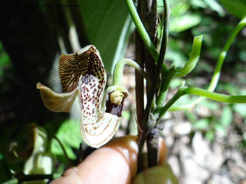 Aristolochia, Li Pan 1205292--China. Zhejiang Prov. Tian Mu Shan. 29 May 2012. DSC00348 (157).JPG