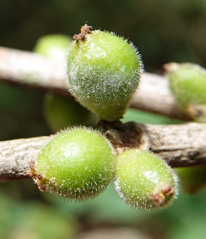 Aporosa dioica, D. Boufford 44137--China. Yunnan. Along G213. 4 May 2018. DSC02084 (44).JPG