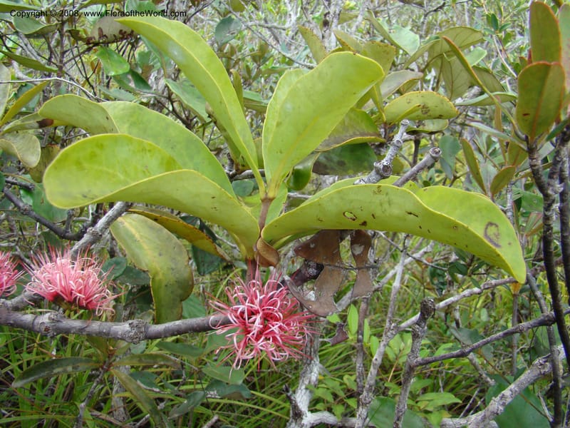 Amyema, JMunzinger4909--New Caledonia. Parc Prov. Riviere Bleue. 22 Nov 07. 157.jpg