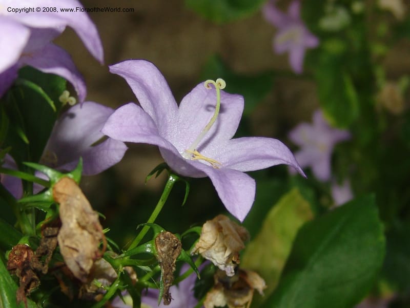 Campanula pyramidalis--France. Paris. Jardin des Plantes. 4 Sep 07. 158.jpg