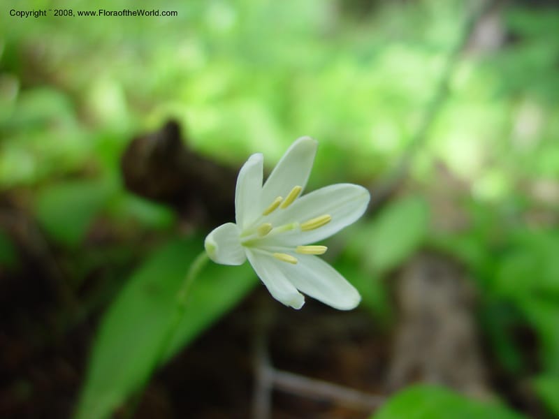 Clintonia uniflora--ID. Adams Co. Ca. Hwy 55, twd Brundage Mtn. 21 Jun 03. 045.jpg