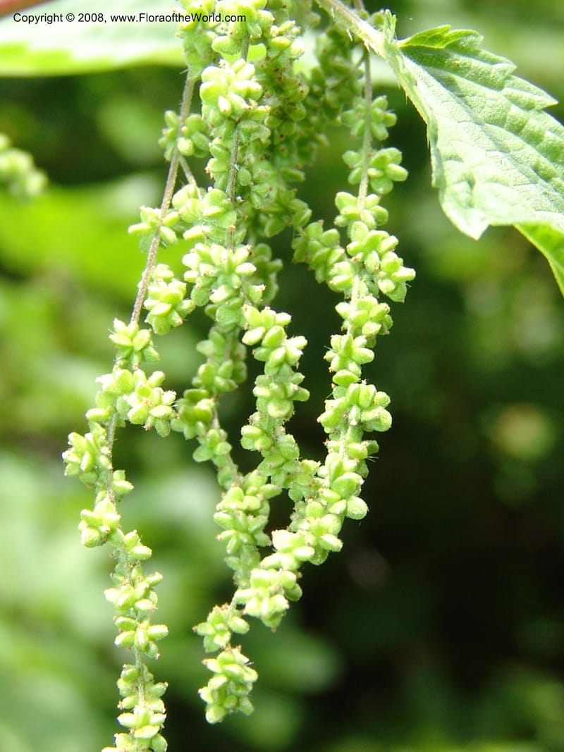 Urtica dioica v. lyallii, CDavidson11113--ID. Adams Co. For. Serv. Rd. 453, to Goose Lk. 20 Jul 07. 139.jpg