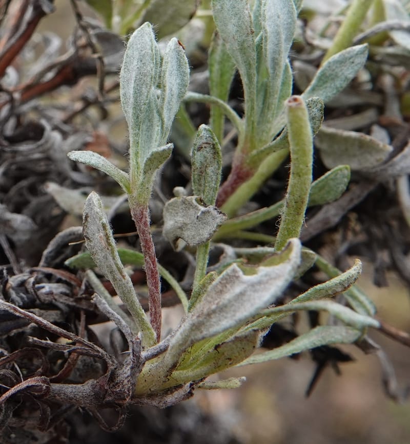 Eriogonum douglasii, C. Davidson 13770--Oregon. Wallowa Co. Upper Camp Creek Canyon. 4 Jun 2018. DSC04733 (124).JPG