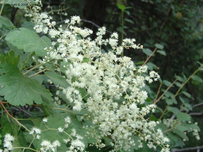 Holodiscus discolor, CDavidson11109--ID. Adams Co. For. Serv. Rd. 453, to Goose Lk. 20 Jul 07. 064.jpg